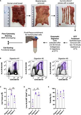 Optimal Isolation Protocols for Examining and Interrogating Mononuclear Phagocytes From Human Intestinal Tissue